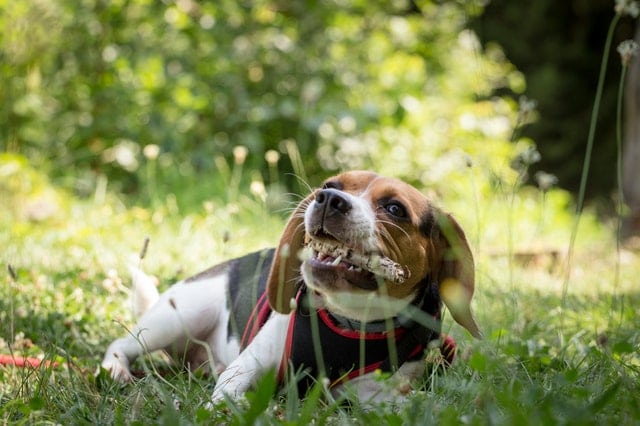 Dog chewing a bone