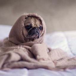dog in a blanket on a bed