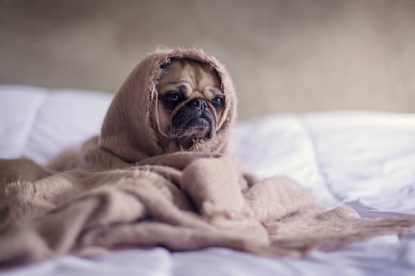dog in a blanket on a bed 