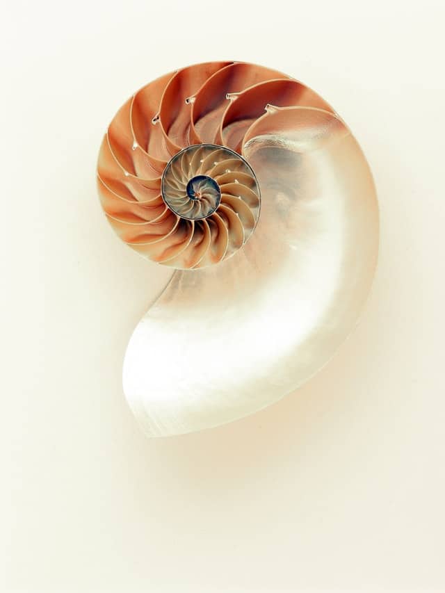 spiral seashell 