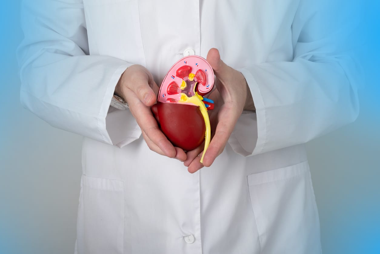 Doctor holding a model of a kidney.